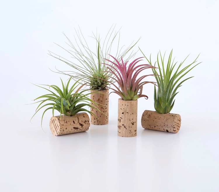 Conjunto de 4 plantas aéreas numa rolha de cortiça