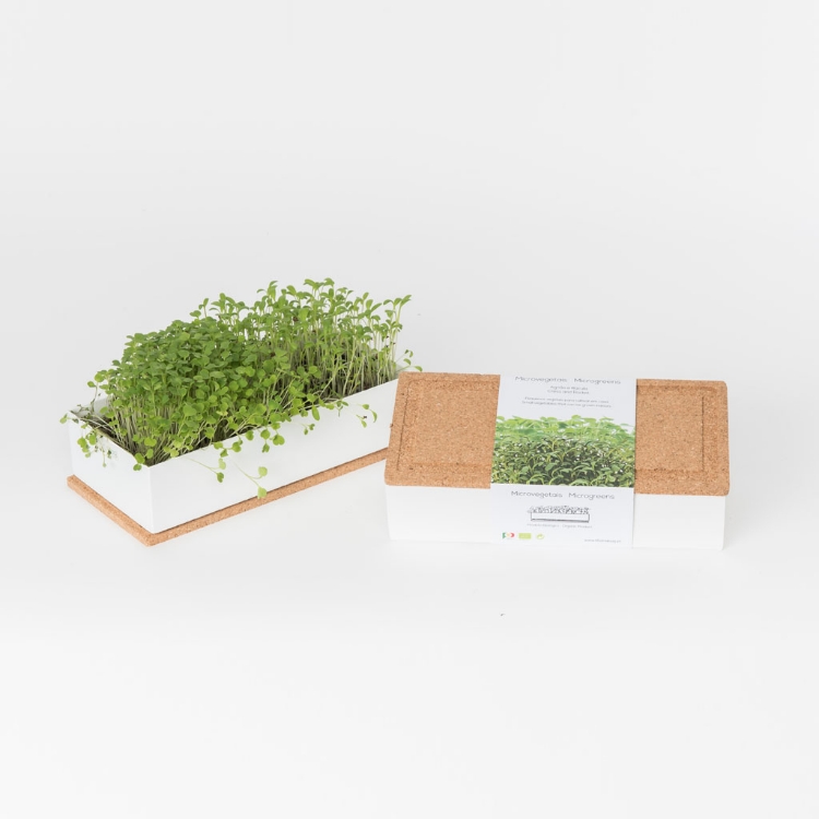 Grow microgreens of rocket and cress