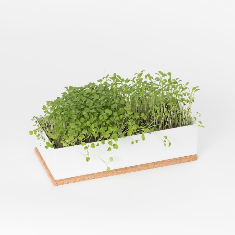 Grow microgreens of rocket and cress