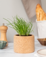 Image de Grow Cork Ciboulette